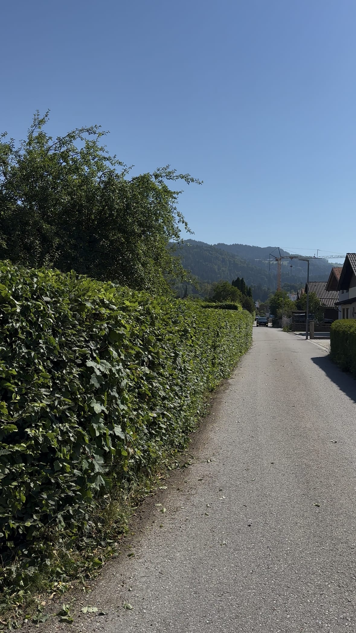 Frisch geschnittene Hecke an einer Straße mit Bergpanorama im Inntal