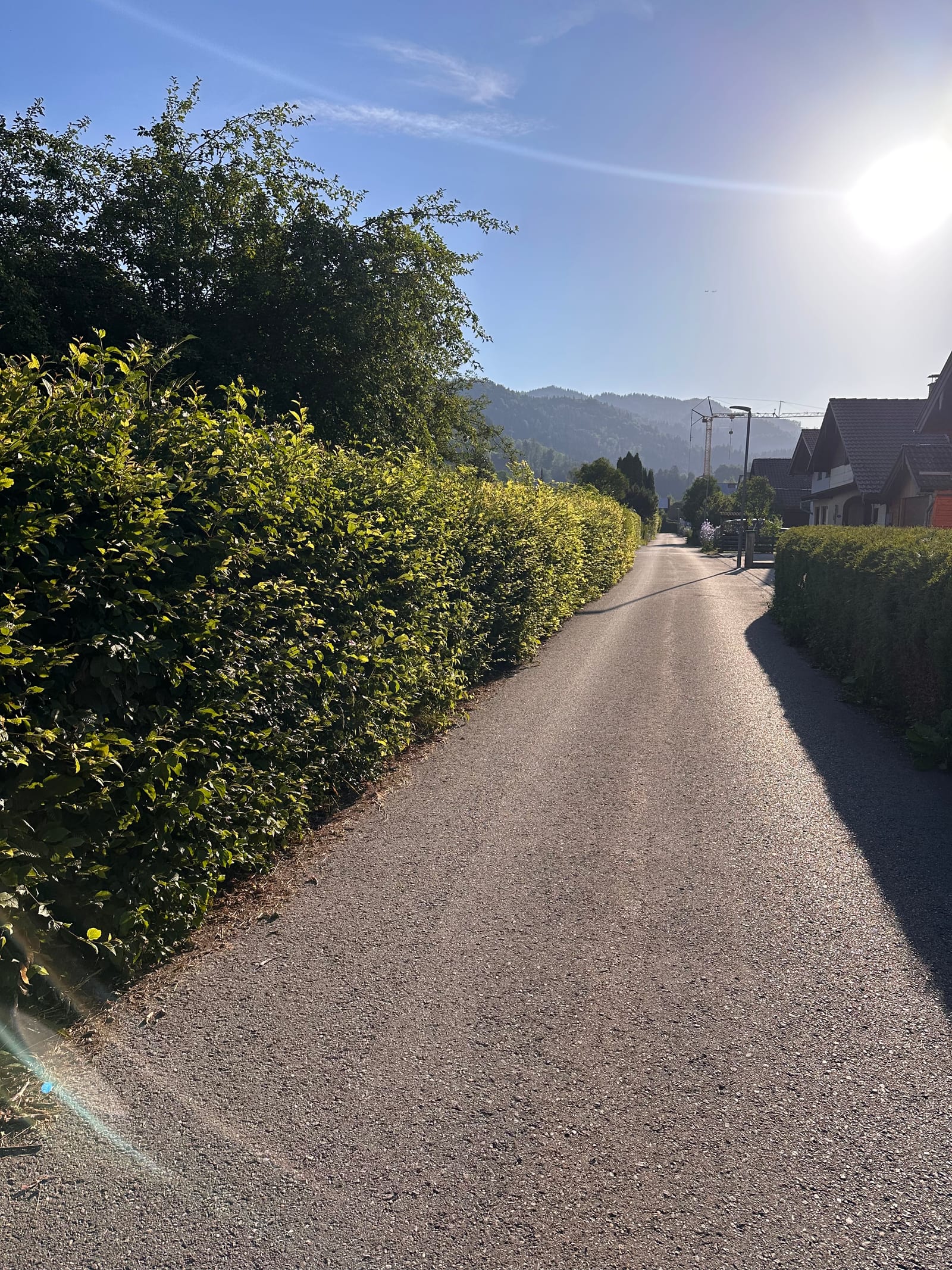 Vorher: Hecke schneiden: vorher – nachher